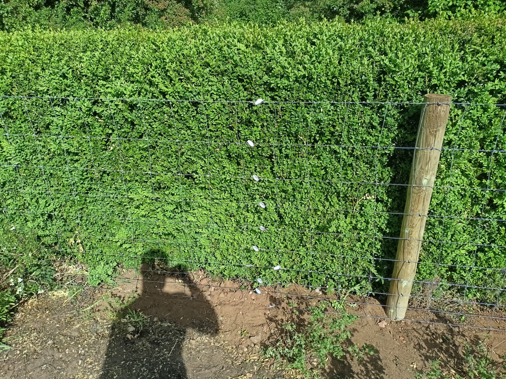 Hedge with wire fencing