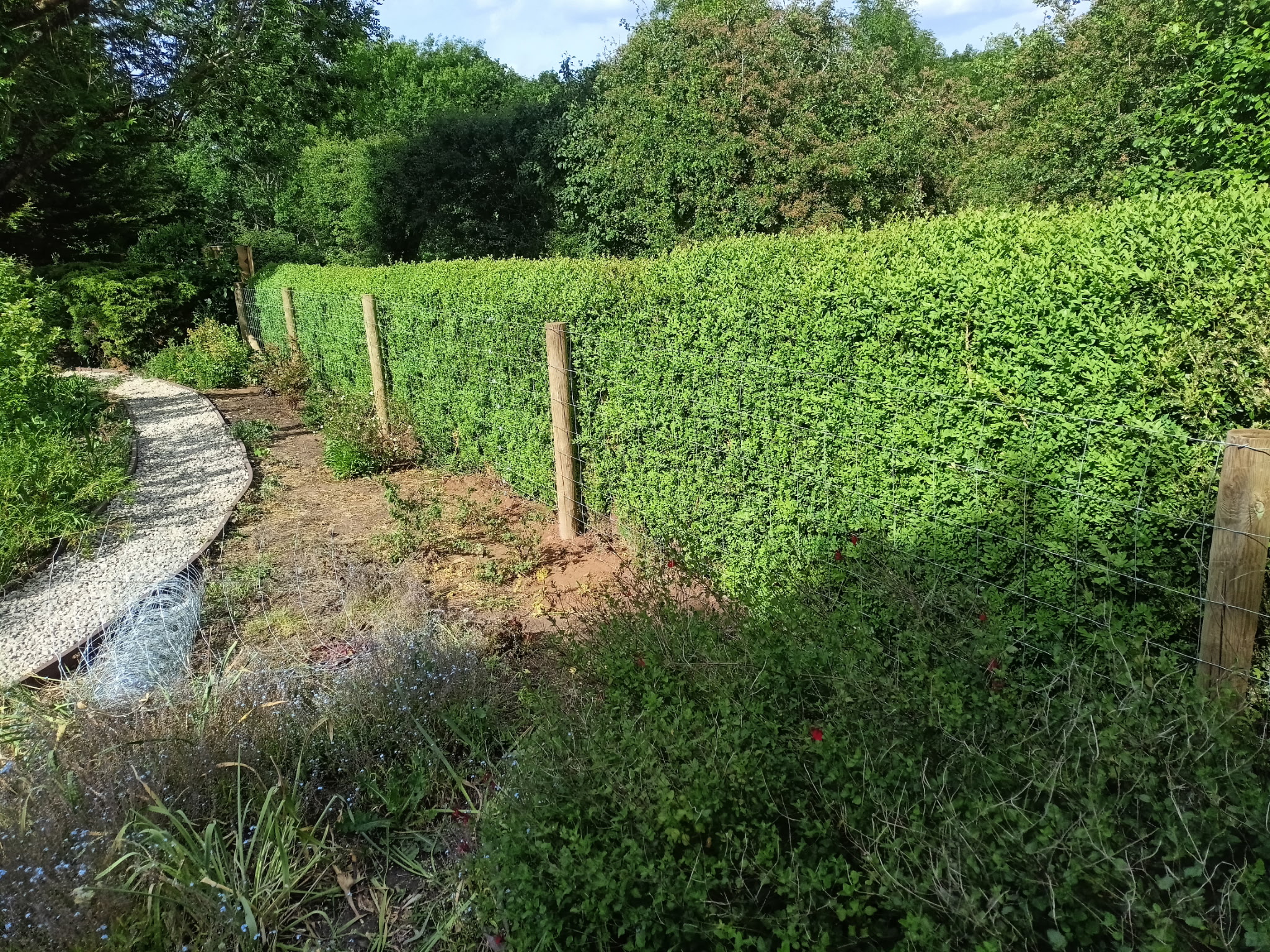 Hedge fencing with gravel path